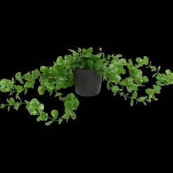 Excellent Flowers hangplant in pot | Action NL